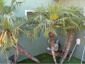 FREE! Pygmy Date Palm tree/trees.