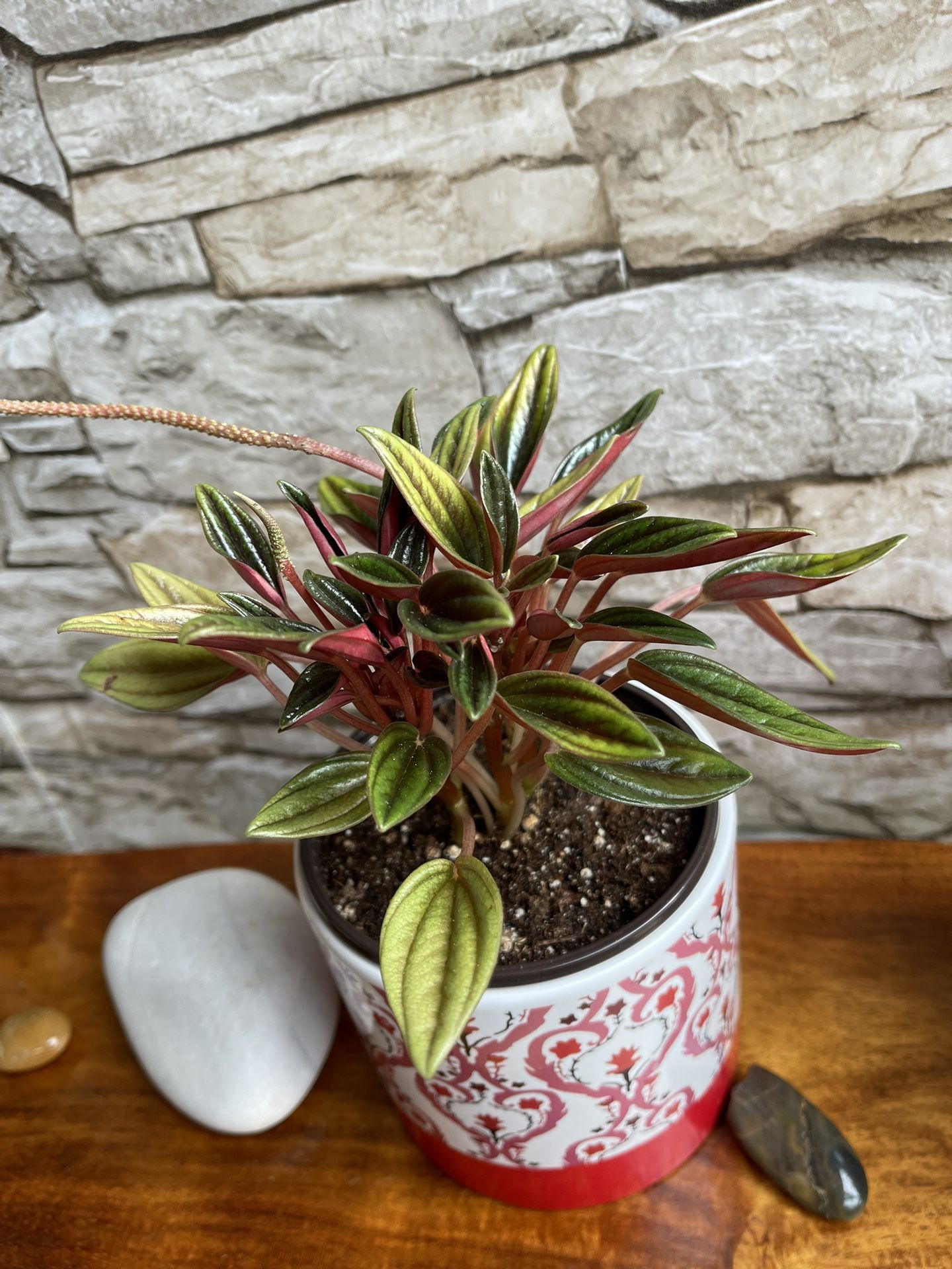 Peperomia Caperata Rosso Beautiful House Plant In Cute Ceramic Pot 4.5"H.
