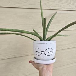 $9 Plant With Plant Pot