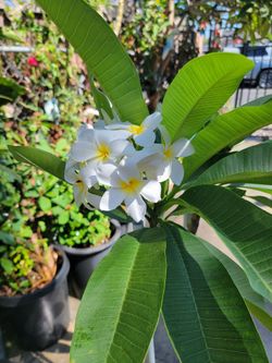 White plumeria
