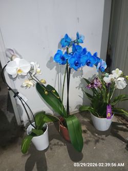 Orchids (3)