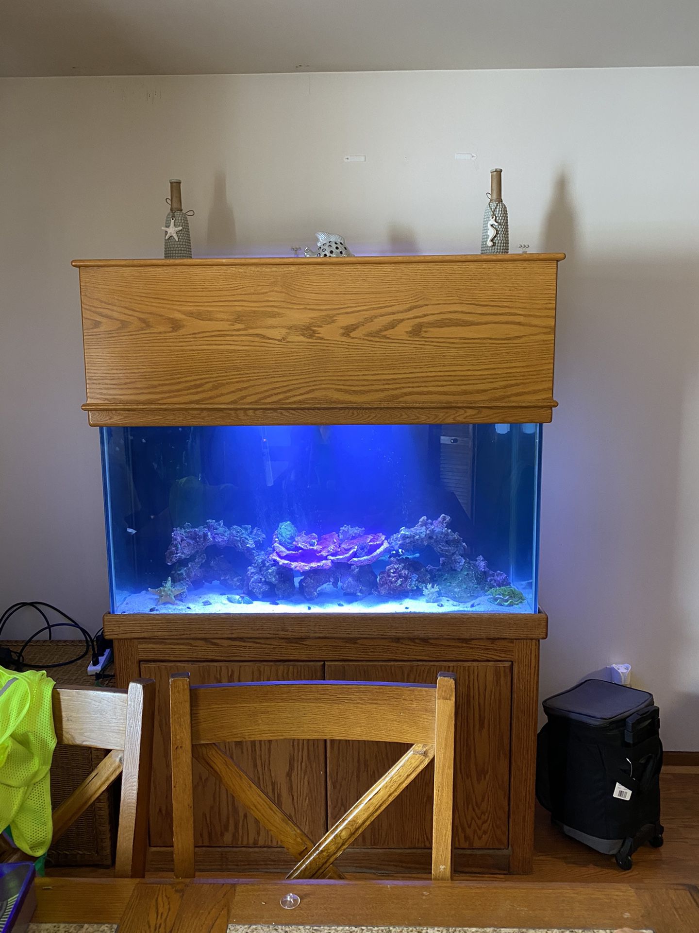 Salt water fish tank. Reef ready
