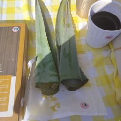Fresh Aloe Vera 