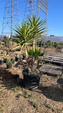 Yucca plant