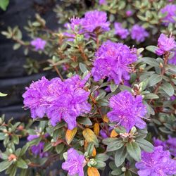 Rhododendron (Ramapo)