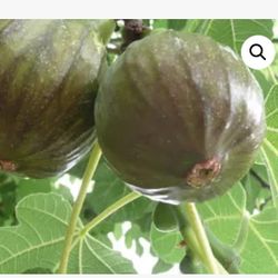 Brown Turkey Fig Tree 
