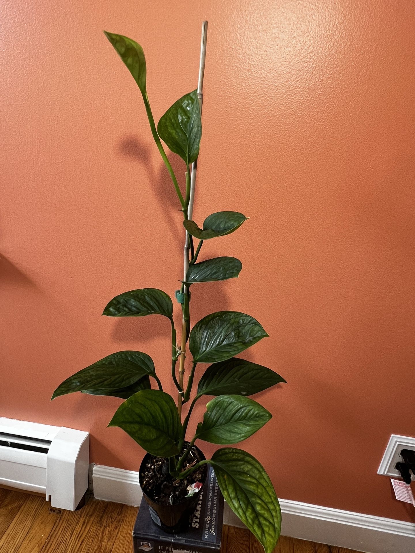 Monstera pinnatipartita 6-inch