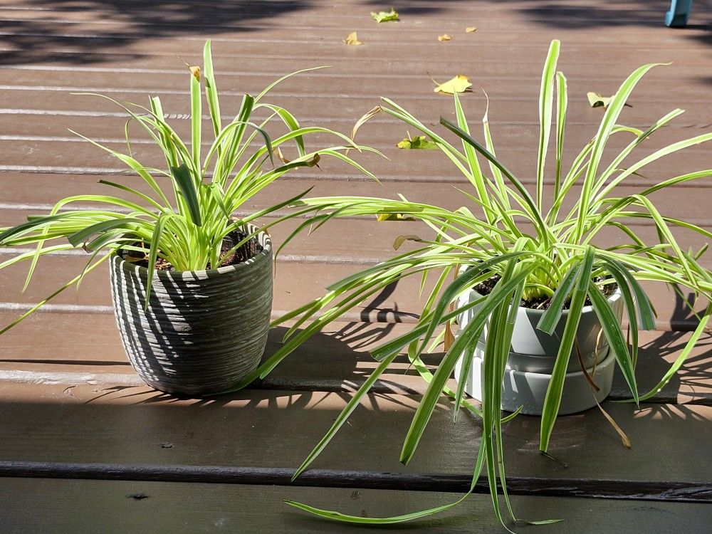 Spider Plant + Planter