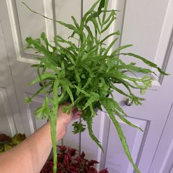 Easy Care Fern - Low Light Houseplant - 6” Pot