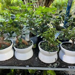 Bonsái In Ceramic Pot. SPECIAL PRICE!🤩