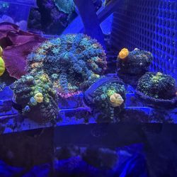 Fake coral