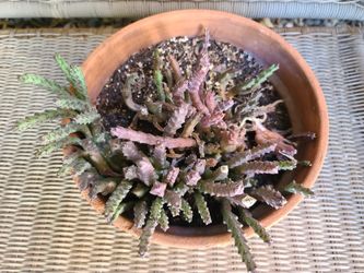 Succulent and Cactus Plant 