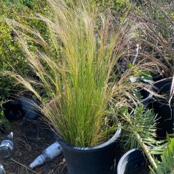 Mexican Feathergrass