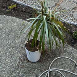 Free Plant