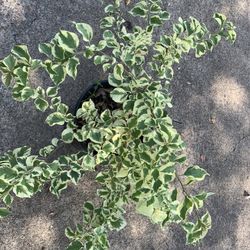 Variegated Bougainvillea Vine 