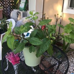 Planta