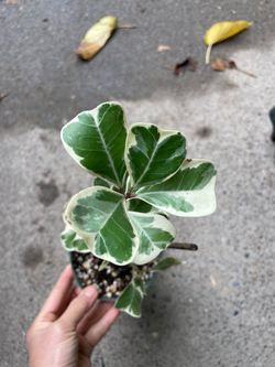 4” pot Ficus heart leaf Triangularis, exotic indoor plant; 95820