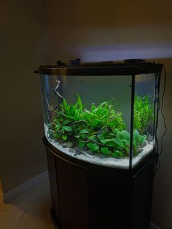 36 gallon bow front fishtank setup