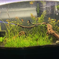 Dwarf sagittaria