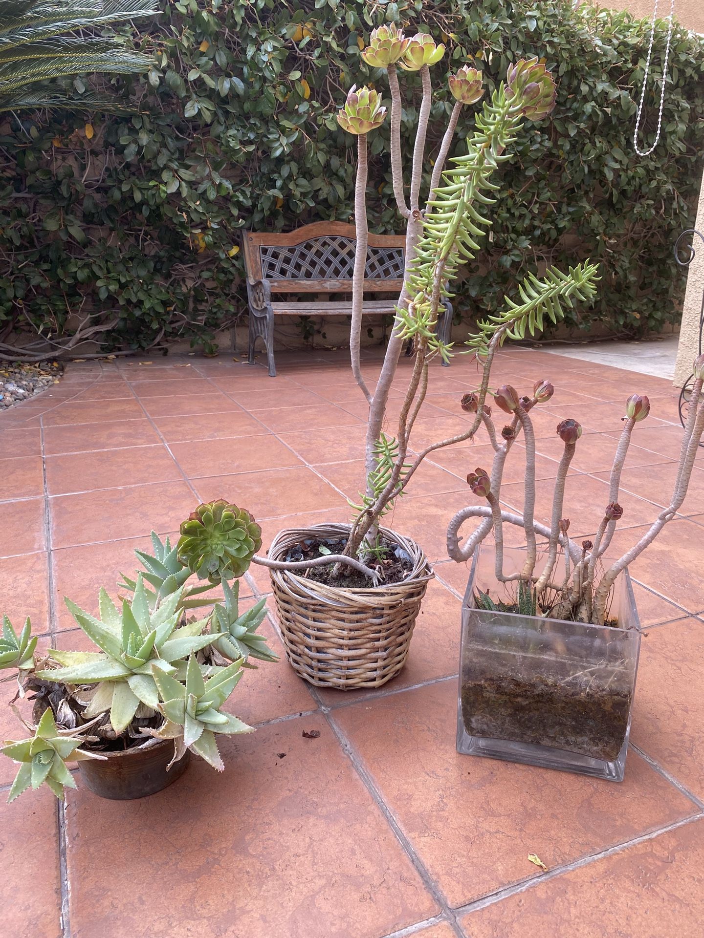 Succulents And Little Agave