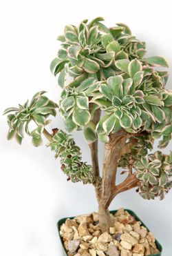 Rare Crested Sunburst Succulent Aeonium 