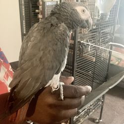  African Grey Female (Parrot)