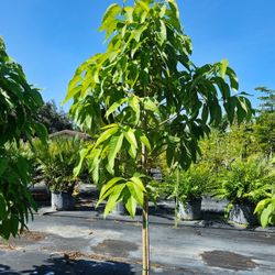 FRAGRANT LIVE PLANT 3ft Magnolia Michelia champaca Yellow Joy Perfume Tree