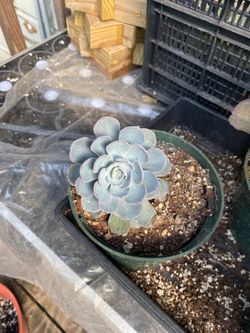 Assorted Succulents 10$ Each