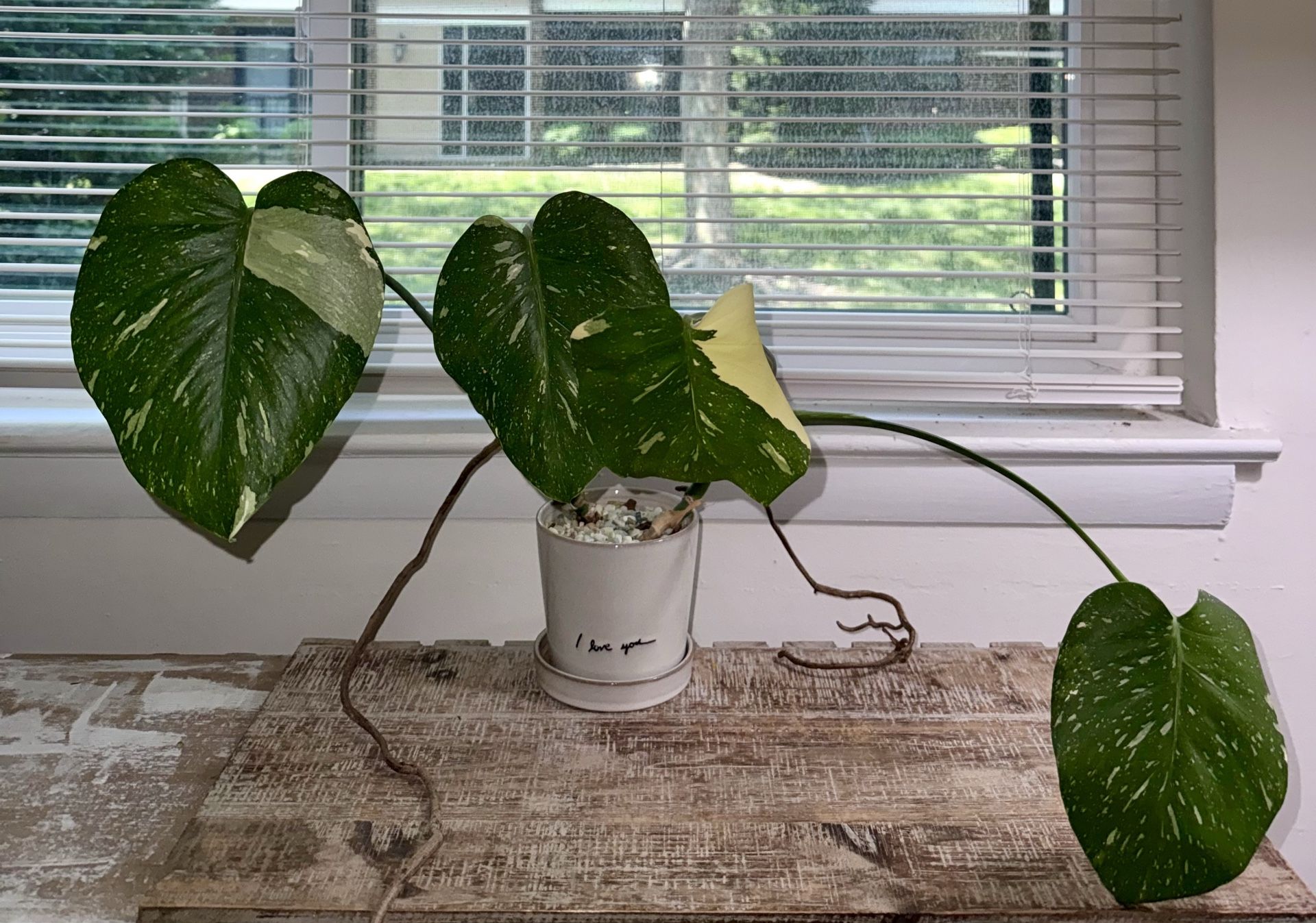 Monstera Thai Constellation Plant
