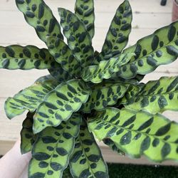 Rattlesnake Calathea Prayer plant, live plant in 6” nursery pot. ✔️ profile for more🪴 