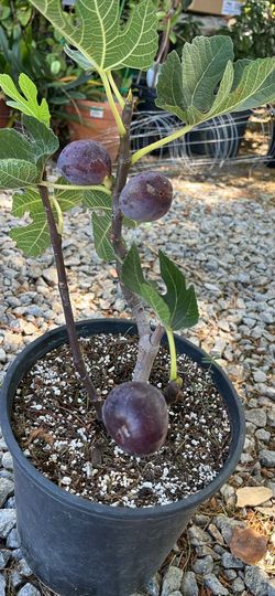 Black Mission Fig Tree