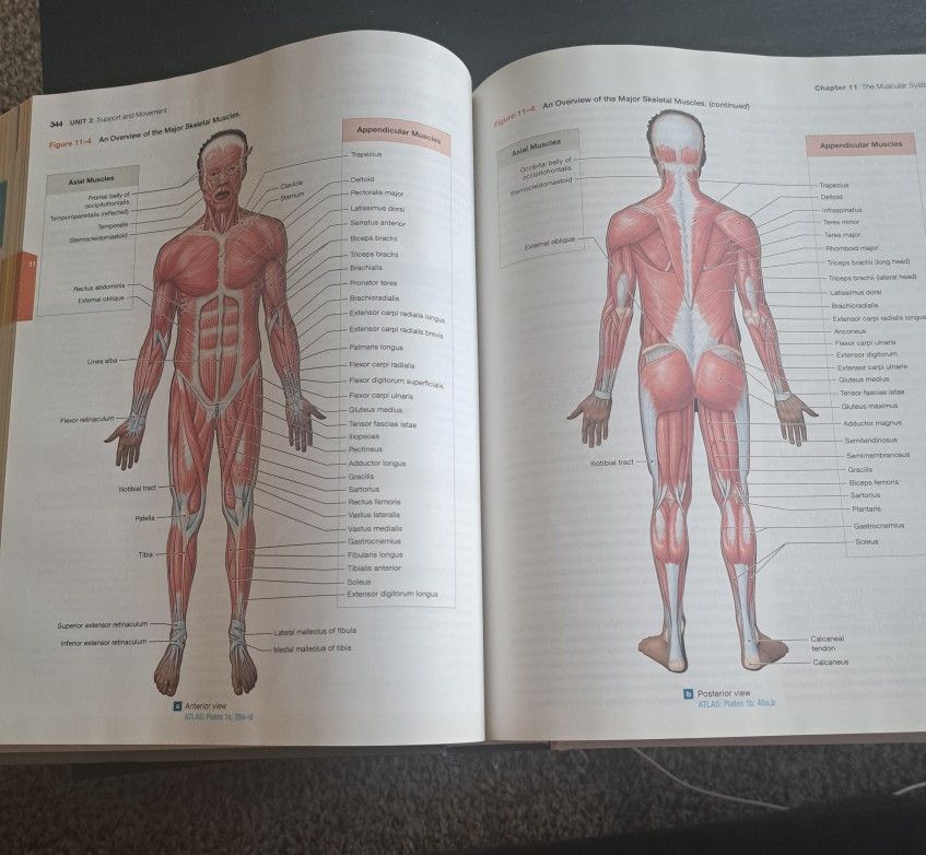 Fundamentals of Anatomy and  Physiology. 