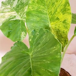 Alocasia gageana aurea variegated 6'' Pot