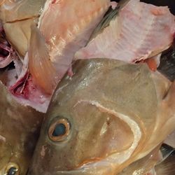 FISH HEADS FOR SALE $20 FOR ONE