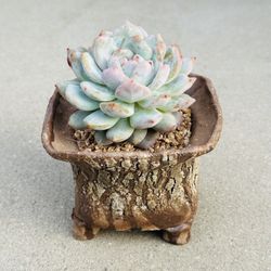 Succulents plants 🪴（Echeveria orange monroe）