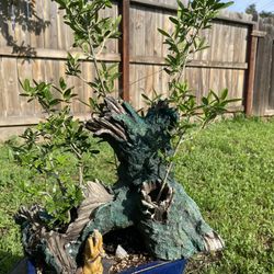 Bonsai olive trees in Group planting two available $70 each