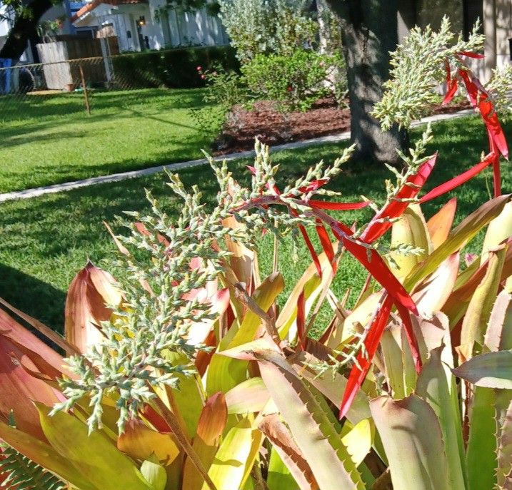 Rare Large Flowering Bromeliad Landscape Potted Plant