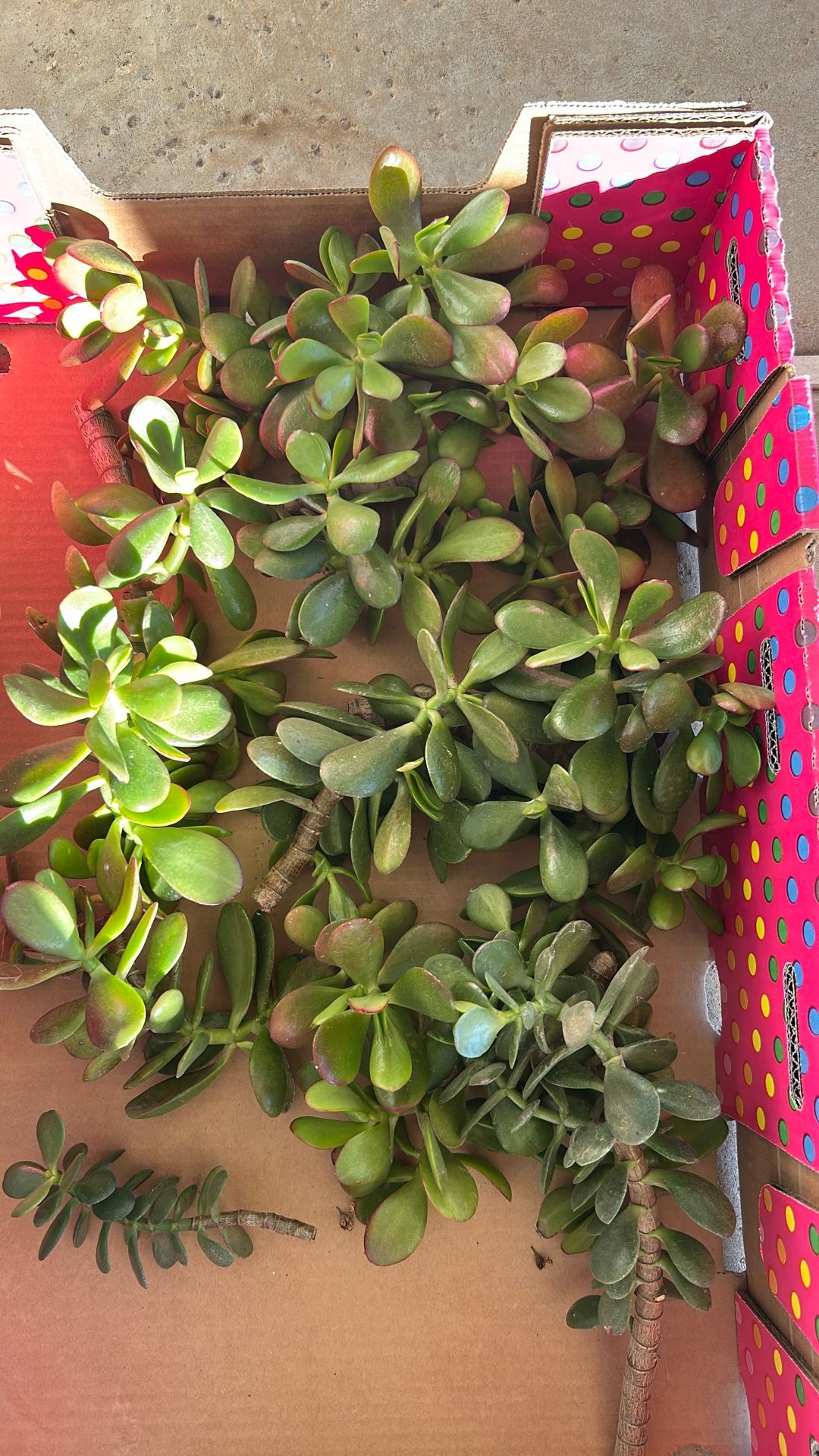 Jade Succulent Cuttings