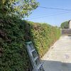 Patricio landscaping Mariano