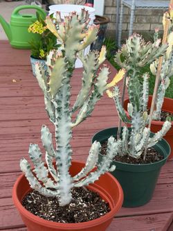 Large white ghost cactus, Rare!!!  Large size