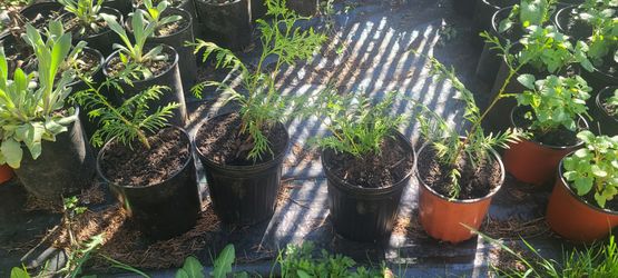 Small Healthy Cedar Trees $5 each
