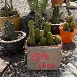 Potted Cacti and Succulents 