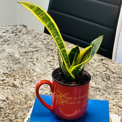 Sensevieria plant in Ceremic mug