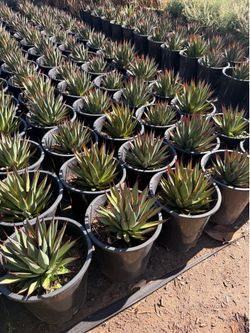 Agave blue glows 5 gal
