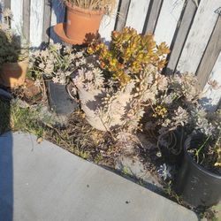 Big Pot Plant 