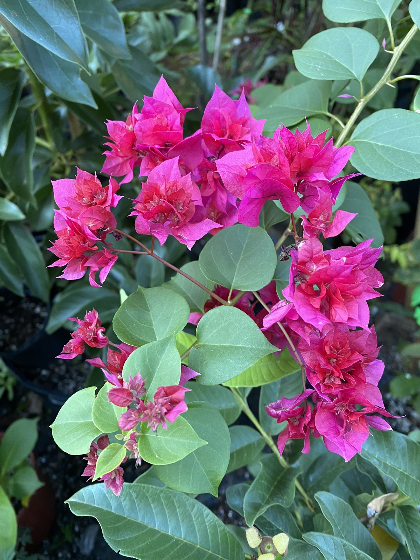 Bougainvillea ‘Double Red’ (Bougainvillea hybrid)