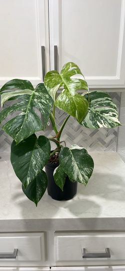 Monstera Albo