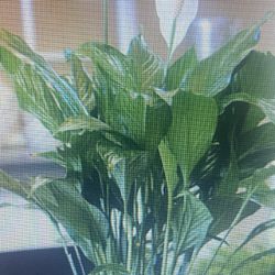 Indoor Plants For Sale