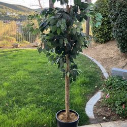 Decorative IndoorTree