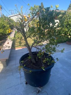 Large Kumquat Tree